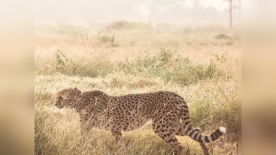 Cheetah Sasha Dies :ക്രിയാറ്റിൻ്റെ അളവ് കൂടി, വൃക്ക രോഗവും; നമീബിയയിൽ നിന്ന് എത്തിയ സാഷ ചത്തു