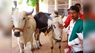 Ox As Bribe in Bidar: ಲಂಚದ ಬದಲು ಎತ್ತು ತೆಗೆದುಕೊಳ್ಳಿ! ಹಣ ಕೇಳಿದ ಅಧಿಕಾರಿಗೆ ಎತ್ತು ಕೊಡಲು ಮುಂದಾದ ಬಸವಕಲ್ಯಾಣದ ರೈತ