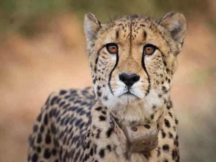 Namibia cheetah