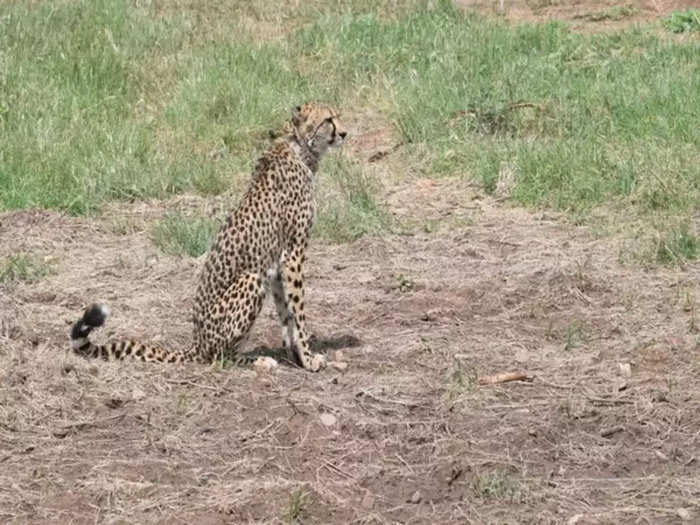 Namibian Cheetah Sasha dies