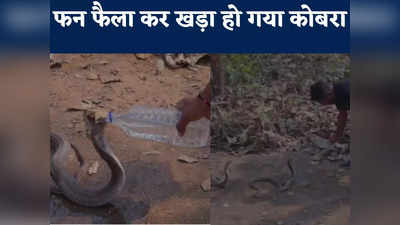 बोतल से पानी पीते ही शांत हो गया दुनिया का सबसे जहरीला नाग, रोंगटे खड़ा कर देगा Cobra Snake का यह वीडियो