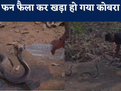 बोतल से पानी पीते ही शांत हो गया दुनिया का सबसे जहरीला नाग, रोंगटे खड़ा कर देगा Cobra Snake का यह वीडियो