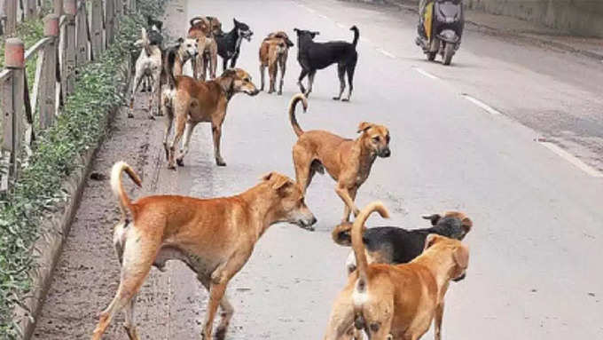 stray dogs. representative image (1).