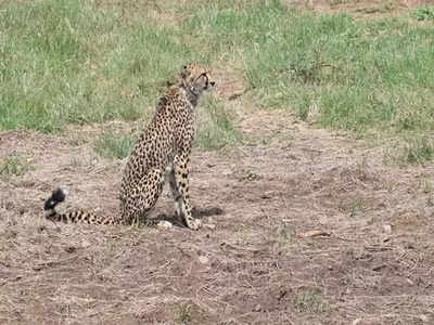 Cheetah Dies: ನಮೀಬಿಯಾದಿಂದ ತರಲಾಗಿದ್ದ ಹೆಣ್ಣು ಚೀತಾ ಸಾಶಾ ಸಾವು