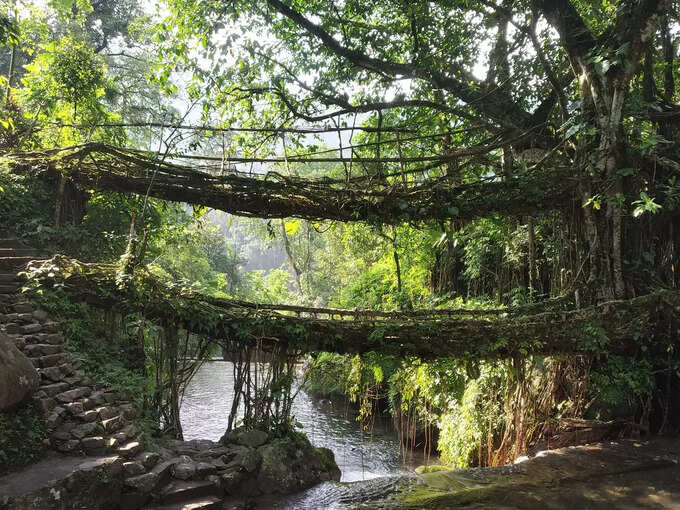 লিভিং রুট ব্রিজ, মেঘালয়