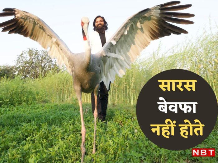 saras arif ki dosti cranes faithful bird love and mate for life jungle news