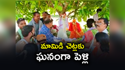 మామిడి చెట్లకు గ్రాండ్‌గా మ్యారేజ్.. మనుషుల పెళ్లికంటే ఘనంగా.. 