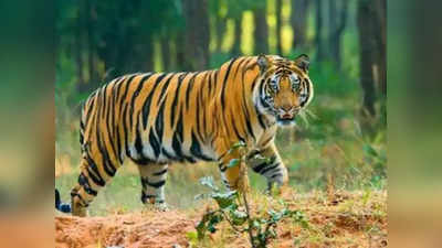 Chhattisgarh News: वन विभाग ने घायल बाघ का किया रेस्क्यू, दो लोगों का शिकार कर झाड़ियों में छिपा था टाइगर