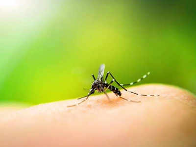 Mosquito Repellent:ഇവ ചെയ്താല്‍ വീട്ടില്‍ നിന്നും കൊതുകിനെ ഇല്ലാതാക്കാം