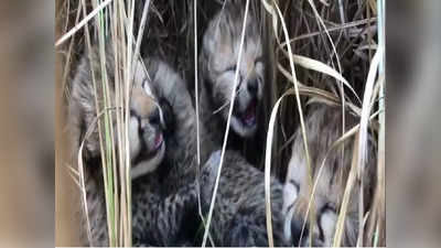 Cheetah Gives Birth To 4 Cubs: ನಾಲ್ಕು ಮುದ್ದಾದ ಮರಿಗಳಿಗೆ ಜನ್ಮನೀಡಿದ ನಮೀಬಿಯಾ ಚೀತಾ: ಪ್ರಧಾನಿ ಮೋದಿ ಸಂತಸ