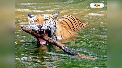 Royal Bengal Tiger : বাঘের ছাল, হরিণের চামড়া উদ্ধারে রহস্য কৃষ্ণনগরে