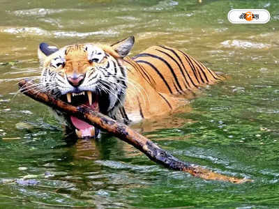 Royal Bengal Tiger : বাঘের ছাল, হরিণের চামড়া উদ্ধারে রহস্য কৃষ্ণনগরে