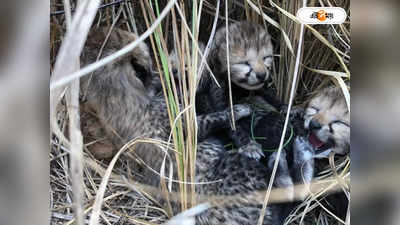 Kuno Cheetah Gives Birth : প্রাণ ফিরল কুনোর জঙ্গলে, ৪ শাবকের জন্ম নামিবিয়ান চিতার