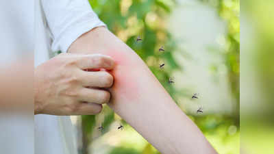 Mosquitoes :  దోమలు కుట్టొద్దొంటే వీటిని రాయండి..