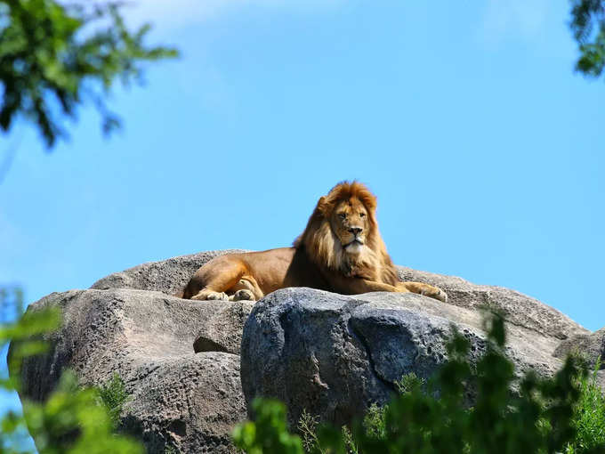 ​<strong>गिर नेशनल पार्क जरूए जाएं </strong>​