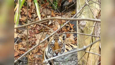 Latehar News: माओवादियों से मिली थोड़ी राहत, तो बूढ़ा पहाड़ इलाके में बाघ के कारण ग्रामीणों की उड़ी नींद