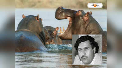 Pablo Escobar Hippos: পাবলো এসকোবারের জলহস্তীর নাগরিকত্ব বদল! ভারতে আসছে কুখ্যাত মাফিয়া কিংয়ের ৬০ পোষ্য