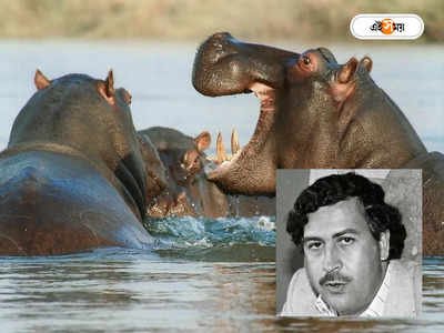 Pablo Escobar Hippos: পাবলো এসকোবারের জলহস্তীর নাগরিকত্ব বদল! ভারতে আসছে কুখ্যাত মাফিয়া কিংয়ের ৬০ পোষ্য
