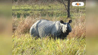 Rhino Poaching: কোথায় লুকিয়ে গণ্ডার চোরাশিকার চক্রের কিং পিন? হন্যে হয়ে খুঁজছে টাস্ক ফোর্স