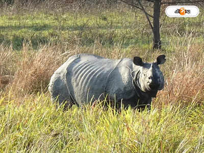 Rhino Poaching: কোথায় লুকিয়ে গণ্ডার চোরাশিকার চক্রের কিং পিন? হন্যে হয়ে খুঁজছে টাস্ক ফোর্স