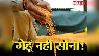 Ashok Nagar Sharbati Wheat News: शरबती गेहूं की रेकॉर्डतोड़ चमक से मालामाल हो रहे किसान, मंडी में नई उंचाइयों पर पहुंची कीमत