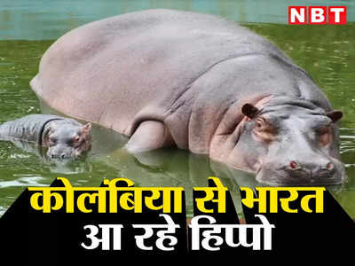 Hippo Colombia: 60 दरियाई घोड़े आएंगे भारत, 35 लाख डॉलर उड़ा कर कोकीन हिप्पो को देश से क्यों निकाल रहा कोलंबिया