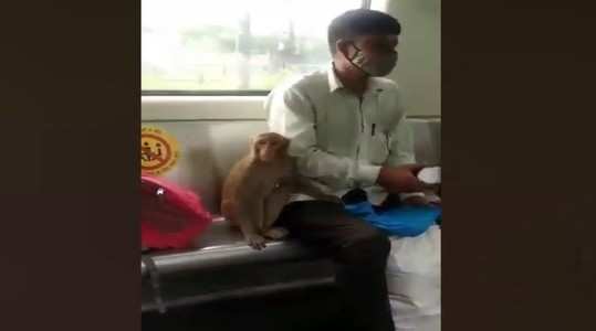 funny video of a monkey roaming inside a coach of a delhi metro train is now going viral on social media
