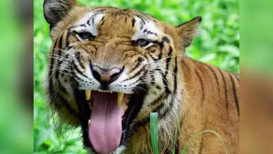 Chhindwara: खेत में बैठे युवक पर बाघ ने किया हमला, जबड़े पर पत्थर मारकर बचा