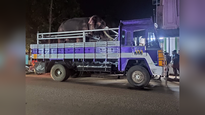 ക്ഷേത്രോത്സവത്തിനിടെ ആനയിടഞ്ഞ് ഒരാൾക്ക് ദാരുണാന്ത്യം; സ്ത്രീകൾ ഉൾപ്പെടെ നിരവധി പേർക്ക് പരിക്ക്