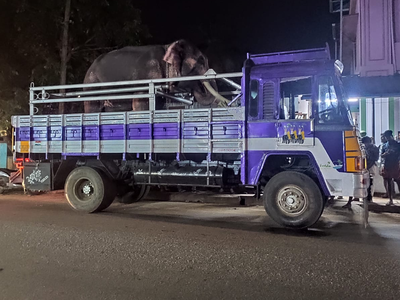 ക്ഷേത്രോത്സവത്തിനിടെ ആനയിടഞ്ഞ് ഒരാൾക്ക് ദാരുണാന്ത്യം; സ്ത്രീകൾ ഉൾപ്പെടെ നിരവധി പേർക്ക് പരിക്ക്