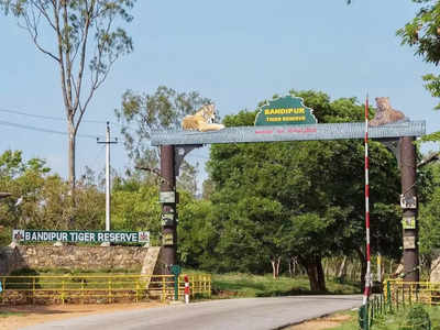 Bandipur Tiger Safari - ಪ್ರವಾಸಿಗರೇ ಗಮನಿಸಿ… ಏ. 8, 9ರಂದು ಬಂಡೀಪುರಕ್ಕೆ ಸಾರ್ವಜನಿಕರ ಎಂಟ್ರಿ ಇರಲ್ಲ!