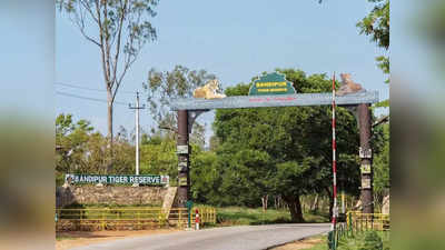 Bandipur Tiger Safari - ಪ್ರವಾಸಿಗರೇ ಗಮನಿಸಿ… ಏ. 8, 9ರಂದು ಬಂಡೀಪುರಕ್ಕೆ ಸಾರ್ವಜನಿಕರ ಎಂಟ್ರಿ ಇರಲ್ಲ!