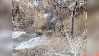 தாயை இழந்த யானை குட்டிகள்: பெட்டமுகிலாளம் வனப்பகுதியில் நடமாட்டம்