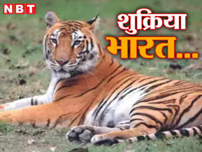 40 हजार से 1800 बचे थे... फिर भी टाइगर जिंदा है! बोल पाते बाघ तो आज शुक्रिया कहते