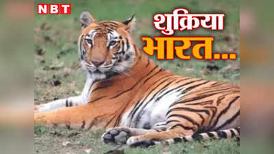 Jungle News: 40 हजार में से केवल 1800 बचे थे... फिर भी टाइगर जिंदा है! बोल पाते बाघ तो आज शुक्रिया कहते