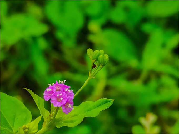 ಶಂಖಪುಷ್ಪ