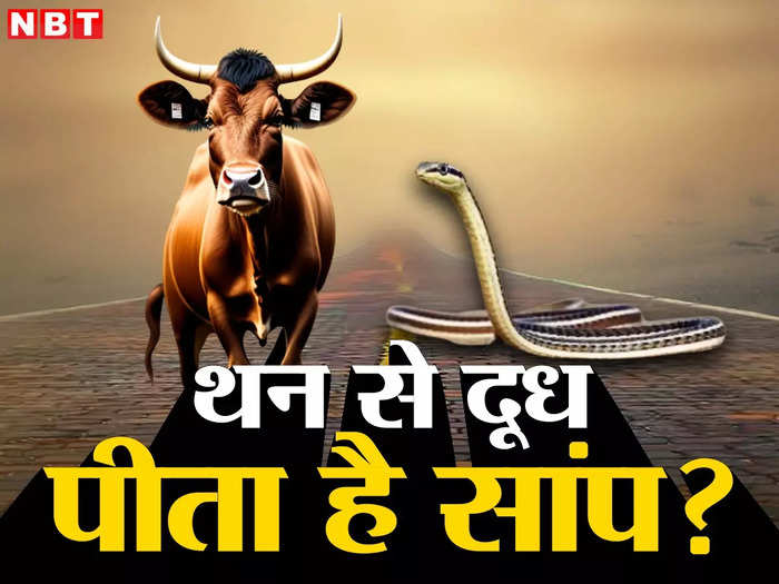dhamin saap what really drink milk directly from cow like calf