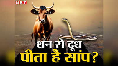 Snake News: क्या सच में गाय के पैर से लिपटकर दूध पी जाता है धामिन सांप?