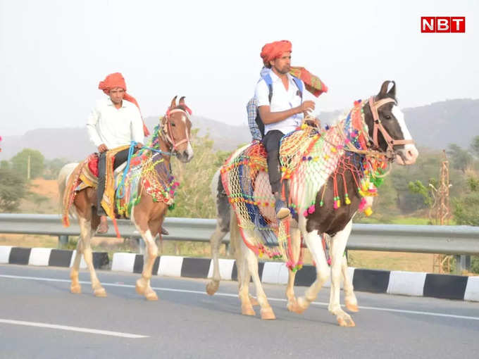 बारात में शामिल ऊंट, घोड़ों को सजाया गया