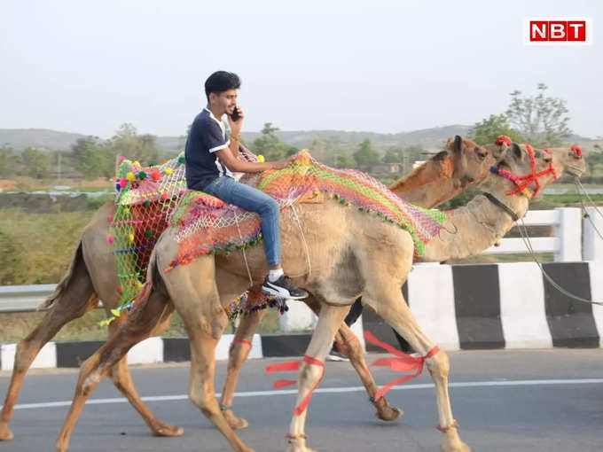 8 ऊंट गाड़ियों, 10 ऊंट, 7 बैल गाड़ियों, 10 घोड़ों पर थे बाराती