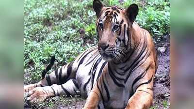 Tiger Population In Karnataka: ಕರ್ನಾಟಕ ಮತ್ತೆ ಹುಲಿ ರಾಜಧಾನಿ? ಫಲ ಕೊಟ್ಟ ಕಳೆ ನಿರ್ಮೂಲನೆ!