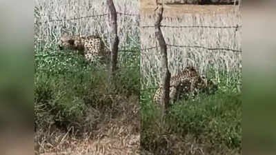Cheetah Enters Village: ಮಧ್ಯಪ್ರದೇಶದಲ್ಲಿ ಕಾಡು ಬಿಟ್ಟು ಹಳ್ಳಿಗೆ ನುಗ್ಗಿದ ನಮೀಬಿಯಾ ಚೀತಾ: ಸ್ಥಳೀಯರಲ್ಲಿ ಆತಂಕ