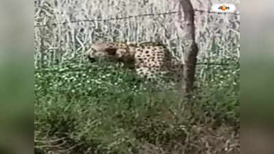 Kuno Cheetah News : প্লিজ গো! কাতর অনুরোধে গ্রাম থেকে জঙ্গলে ফিরল চিতা