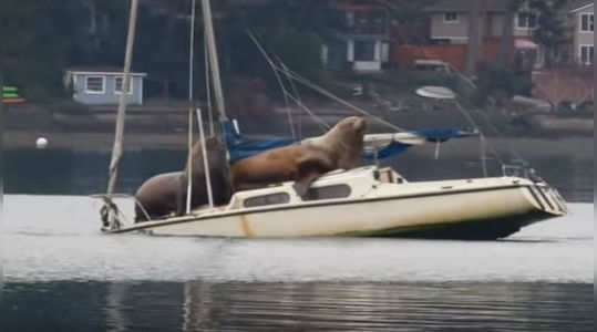 video of two giant sea lions spotted on a boat is going viral