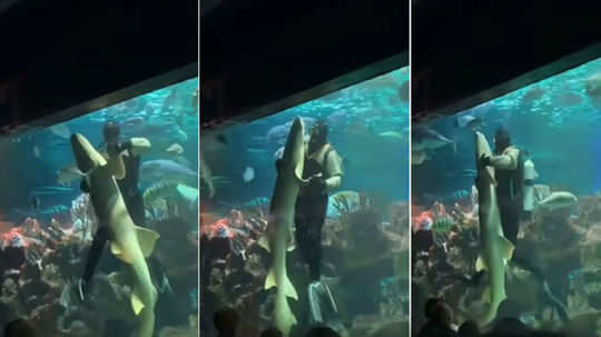 video of a scuba diver dancing with shark at planet neptune oceanarium in st petersburg is going viral