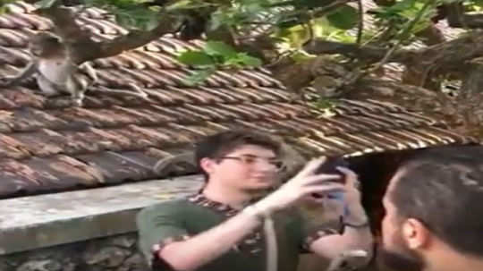 video of monkey snatches glasses while a tourist take selfie in bali is going viral
