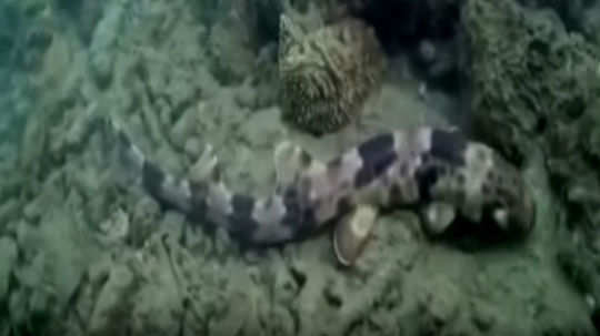 video of a newly discovered species of walking shark is going viral