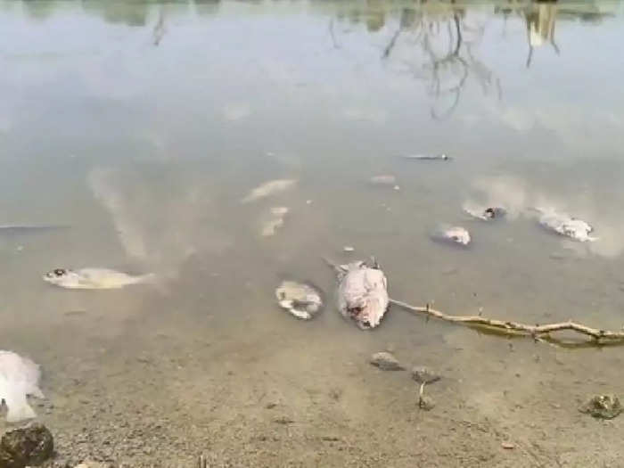 Chettinayakanpatti pond fishes death