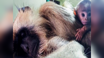 आई उठ ना, माकडिणीच्या मृतदेहाजवळ पिल्लाचा टाहो; रुग्णवाहिका चालकामुळे मिळाले जीवदान