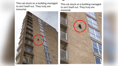 ही मांजर आहे की स्पायडरमॅन? इमारतीवरून उडी मारल्यानंतरही वाघाच्या मावशीला काहीच नाही झालं